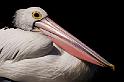 Birds from other places